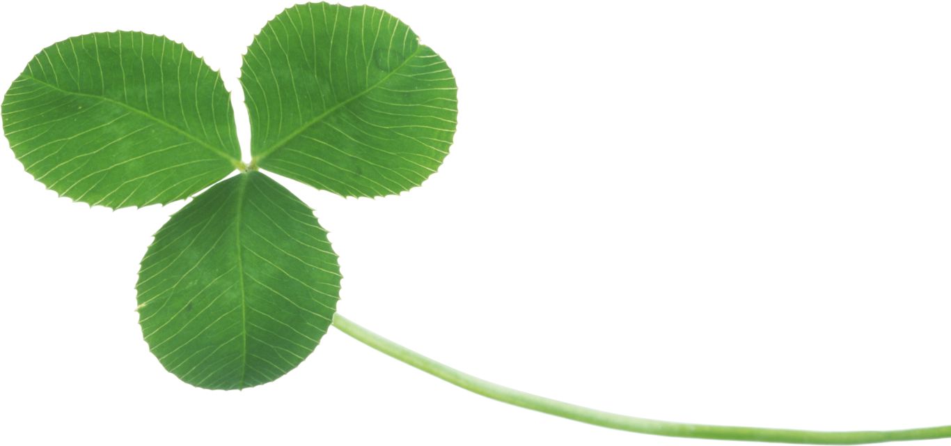 Clover PNG image    图片编号:4518