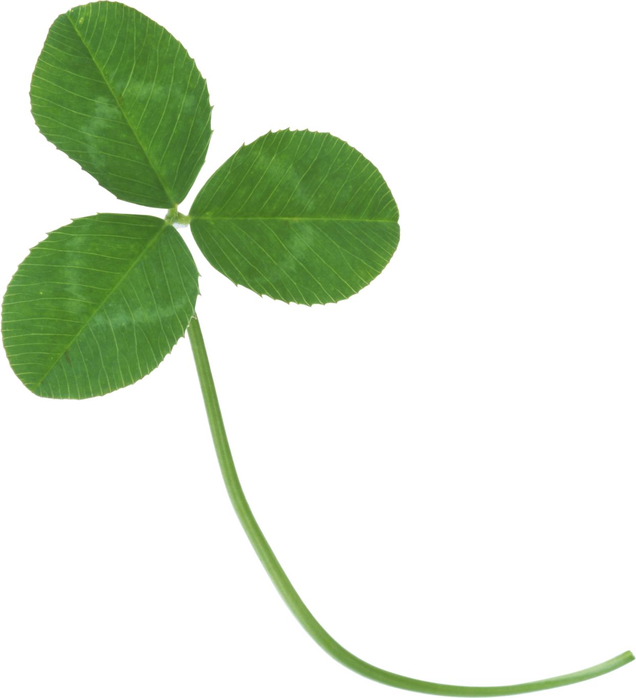 Green clover PNG image    图片编号:4529