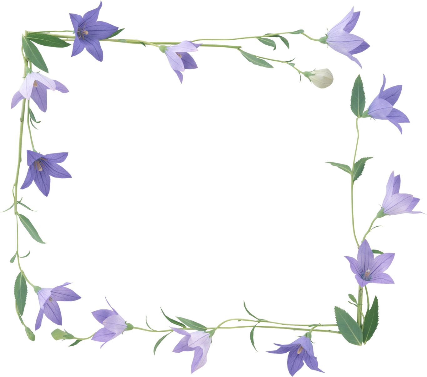 Floral frame PNG    图片编号:81130