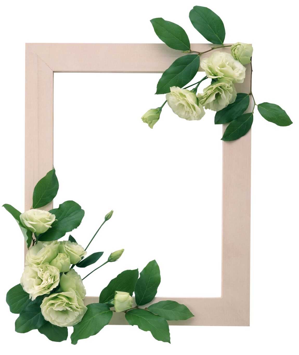 Floral frame PNG    图片编号:81134