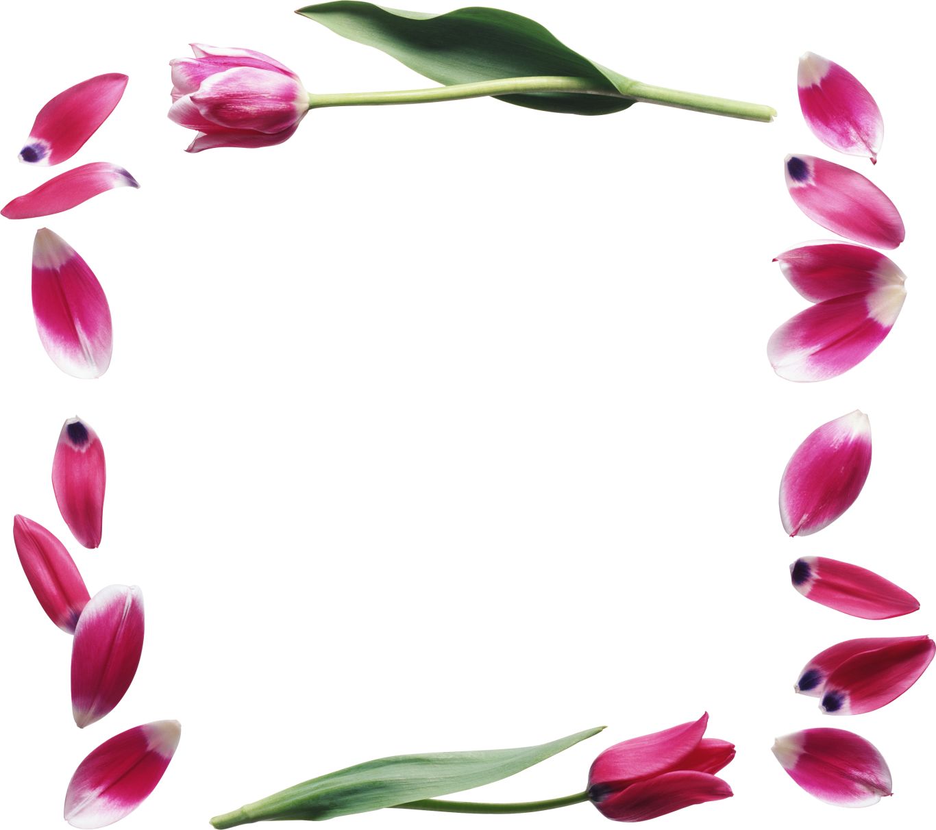 Floral frame PNG    图片编号:81147