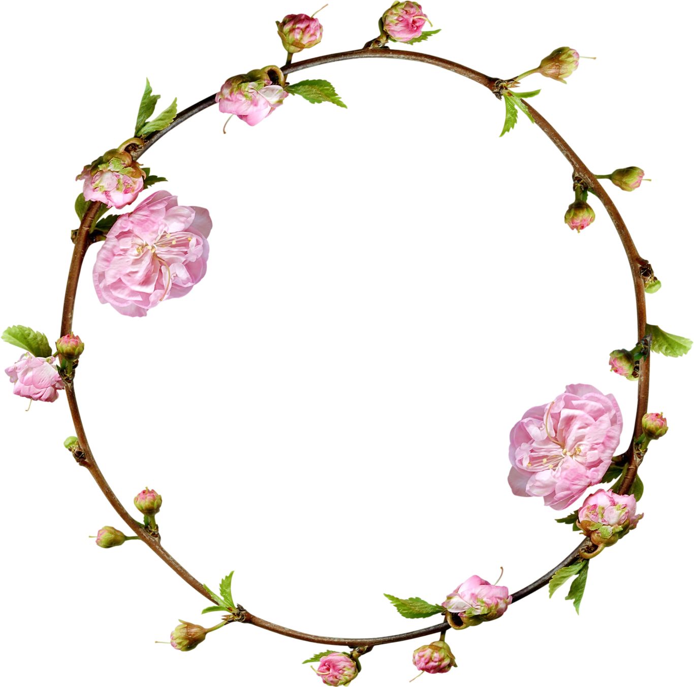 Floral frame PNG    图片编号:81188