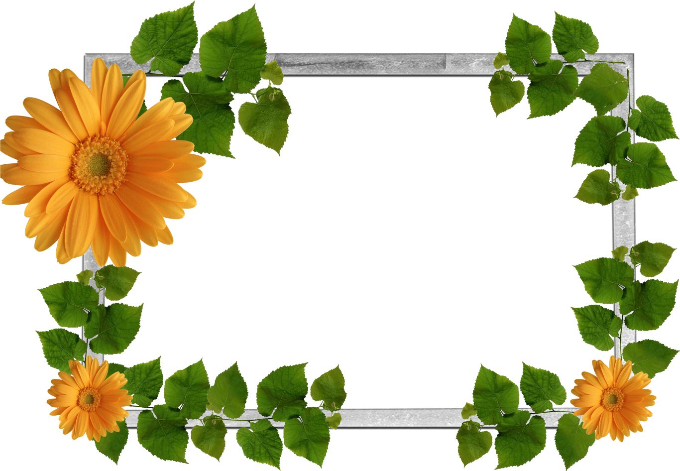 Floral frame PNG    图片编号:81029