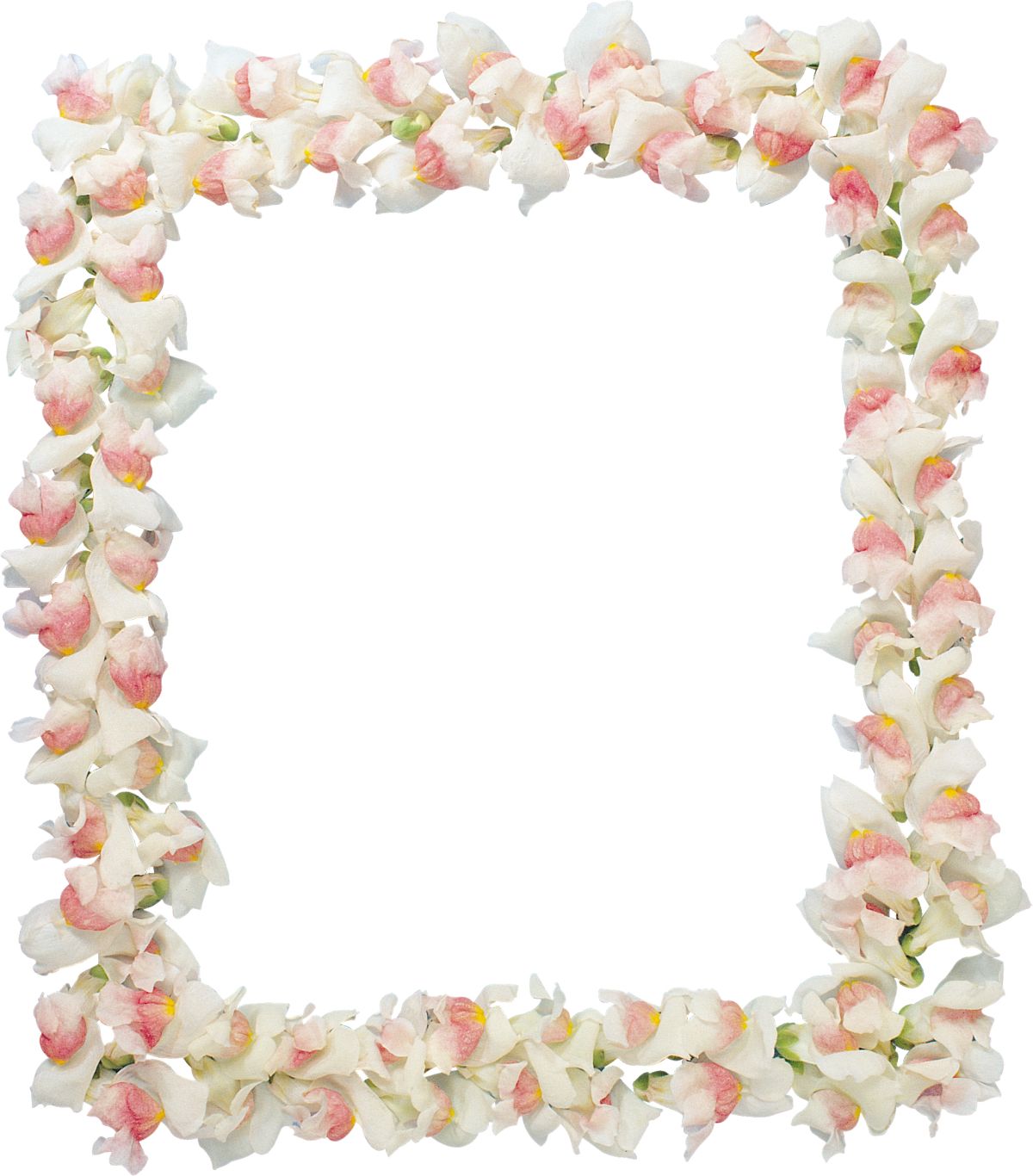 Floral frame PNG    图片编号:81270