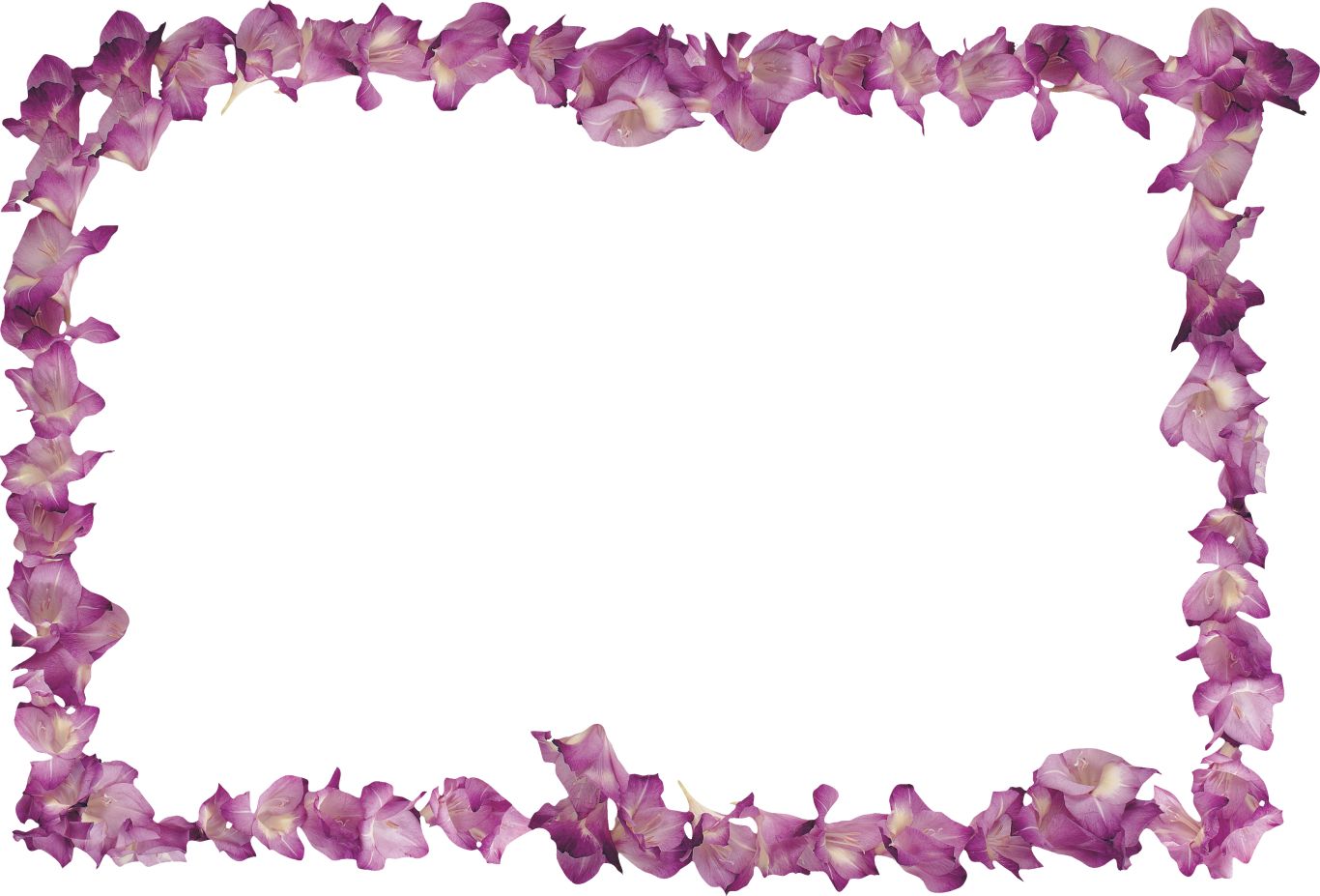 Floral frame PNG    图片编号:81286