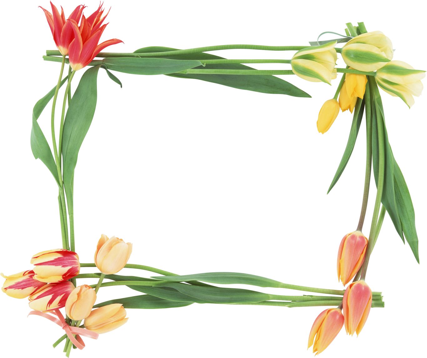 Floral frame PNG    图片编号:81288