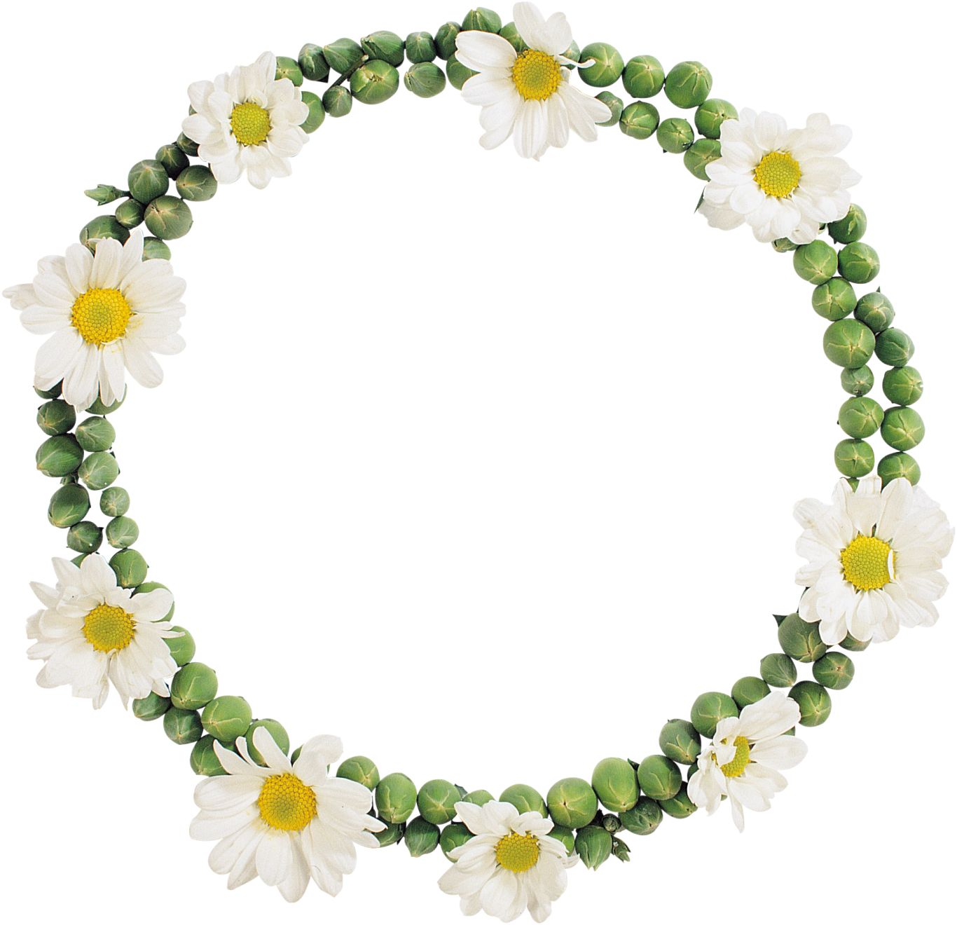 Floral frame PNG    图片编号:81323