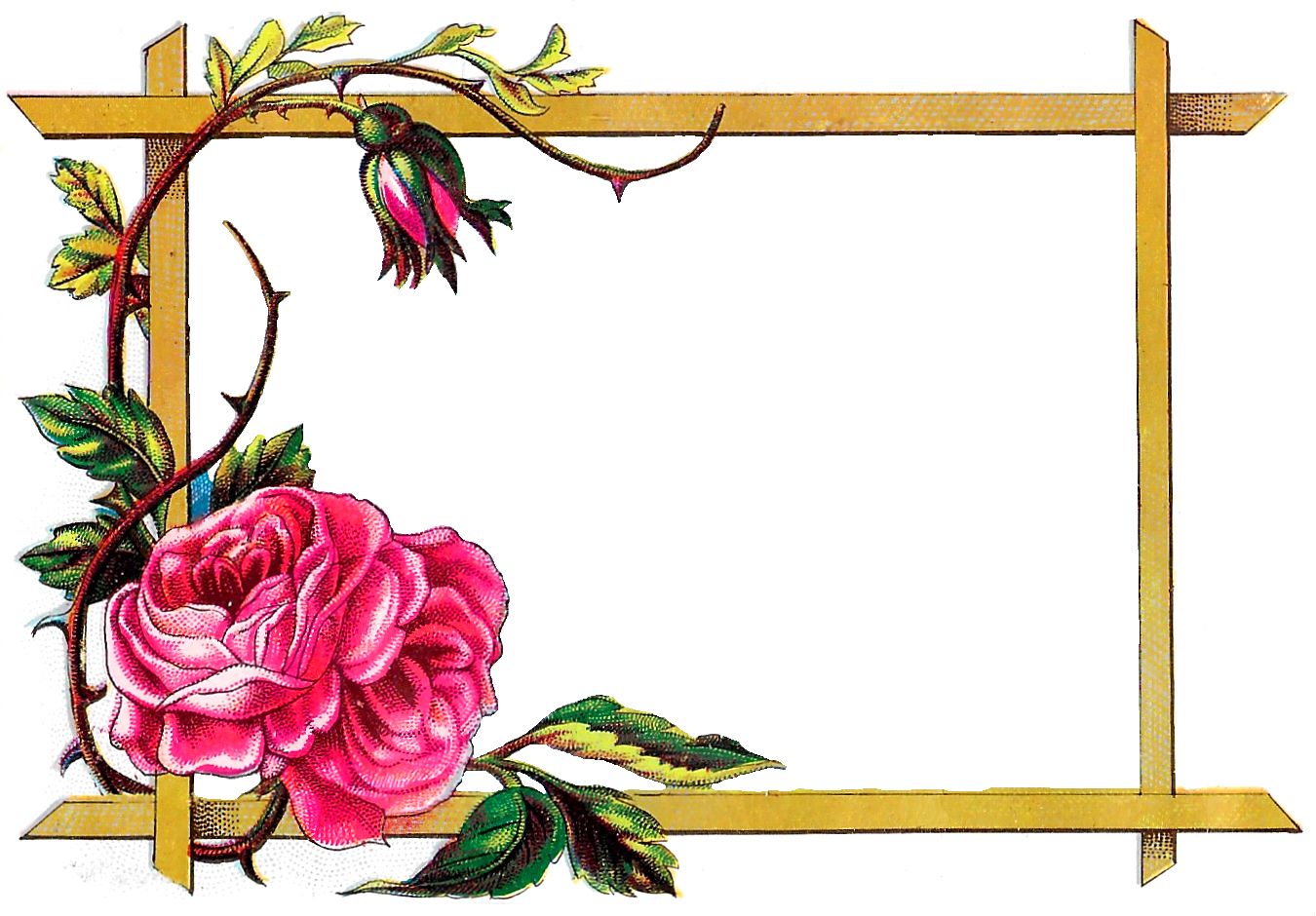 Floral frame PNG    图片编号:81324