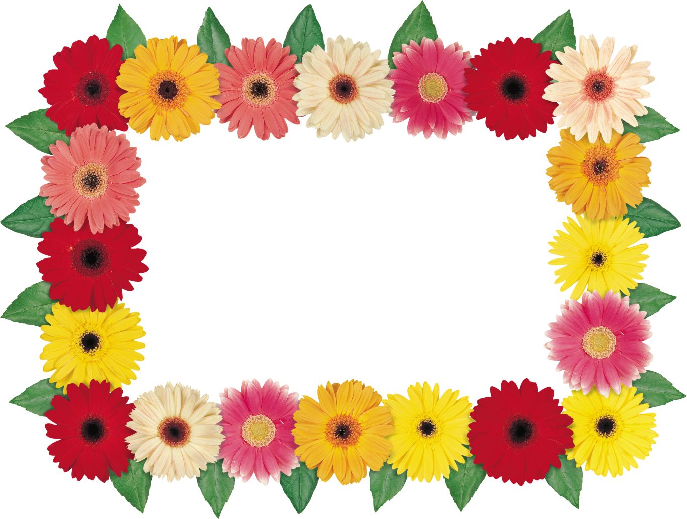 Floral frame PNG    图片编号:81352