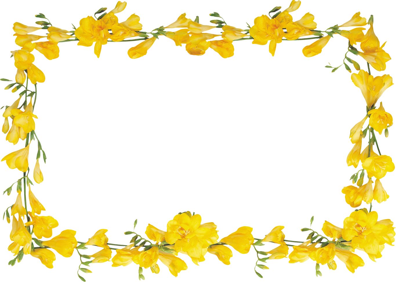Floral frame PNG    图片编号:81357