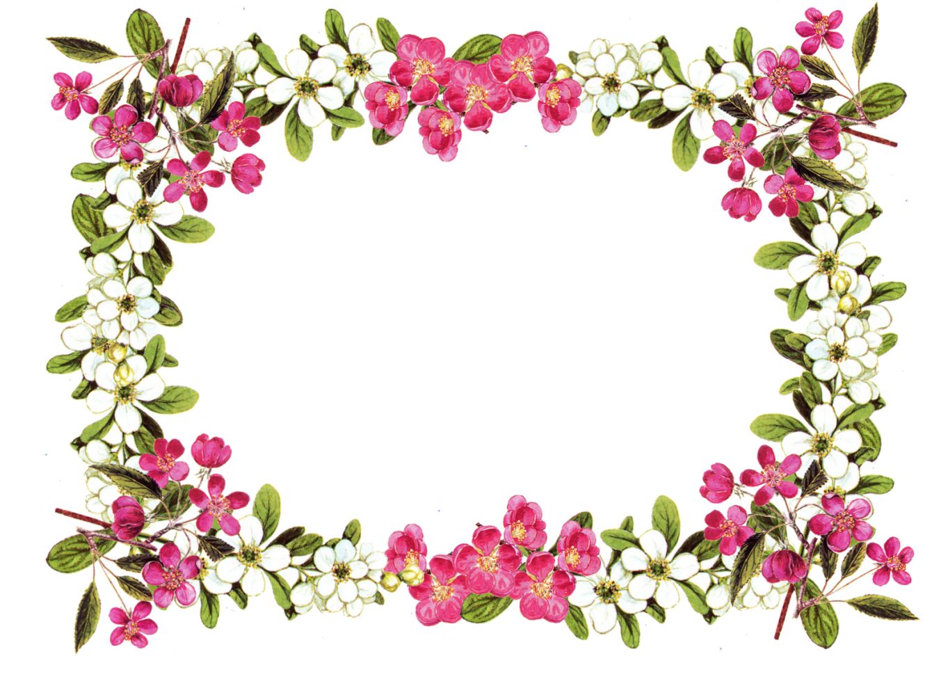 Floral frame PNG    图片编号:81048