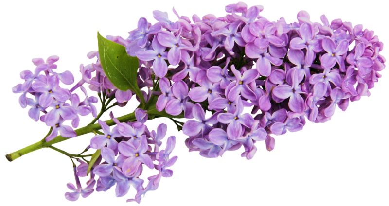 Lilac PNG    图片编号:85059