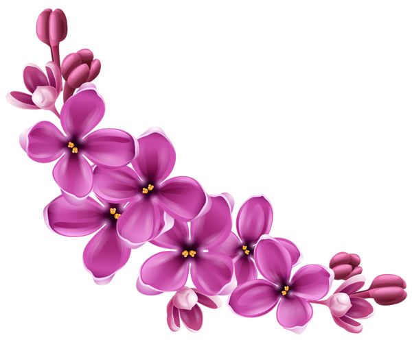 Lilac PNG    图片编号:85158