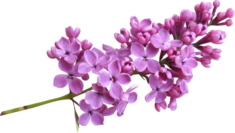 Lilac PNG    图片编号:85162