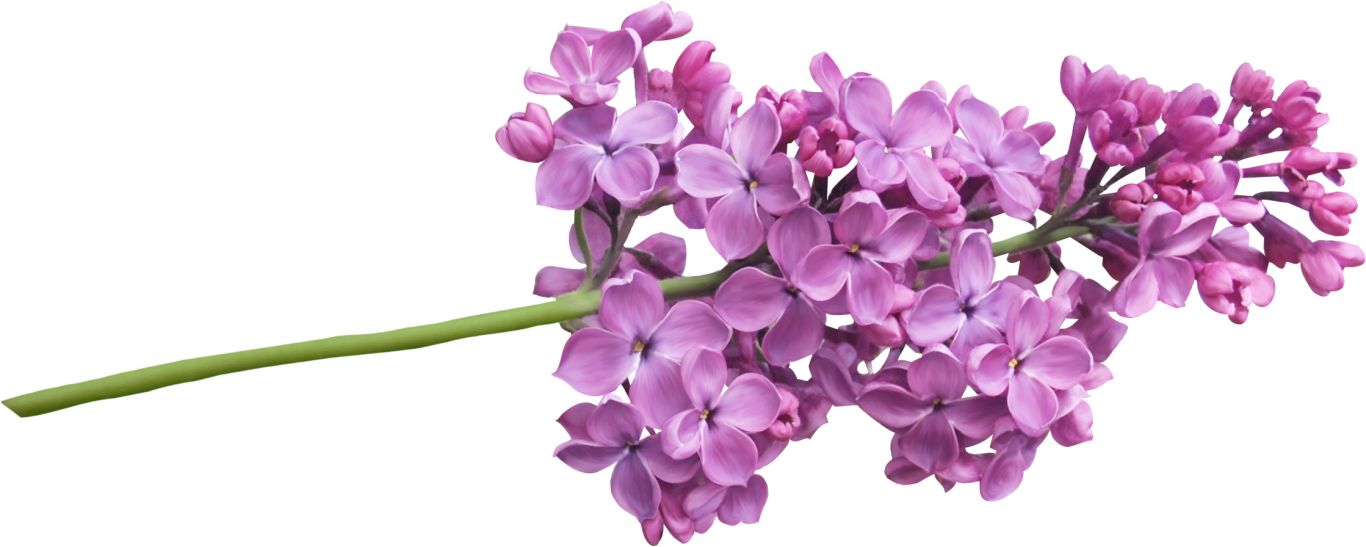 Lilac PNG    图片编号:85072
