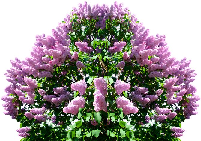 Lilac PNG    图片编号:85073