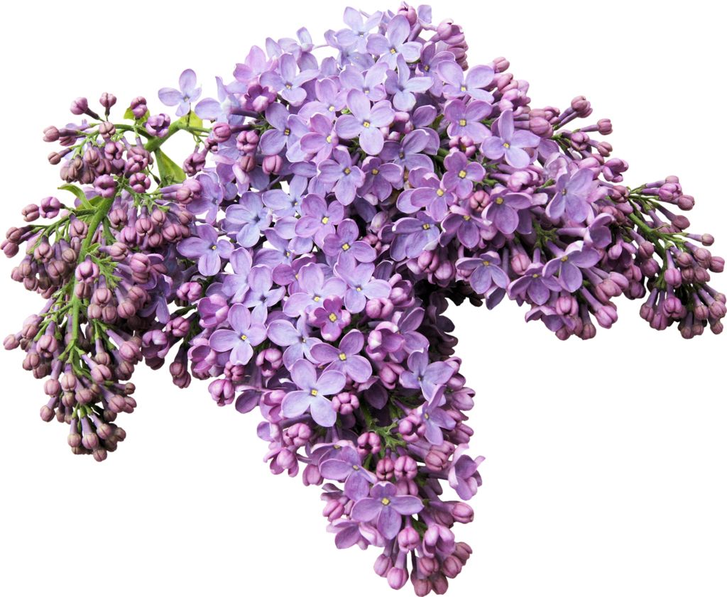 Lilac PNG    图片编号:85075