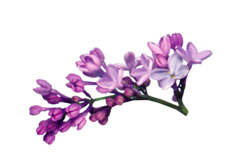 Lilac PNG    图片编号:85079