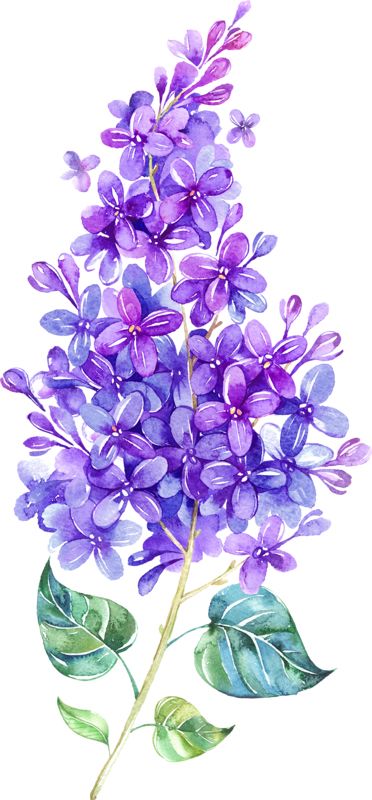 Lilac PNG    图片编号:85083