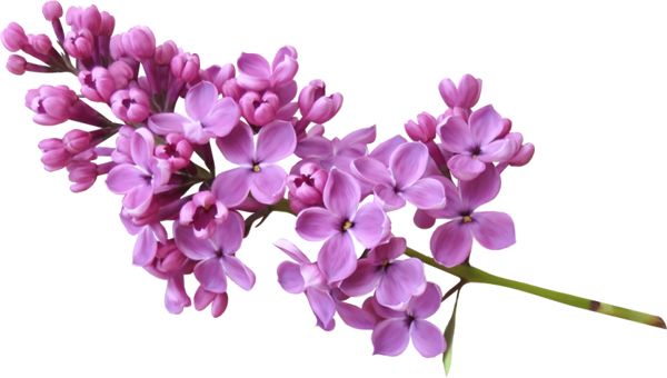 Lilac PNG    图片编号:85061
