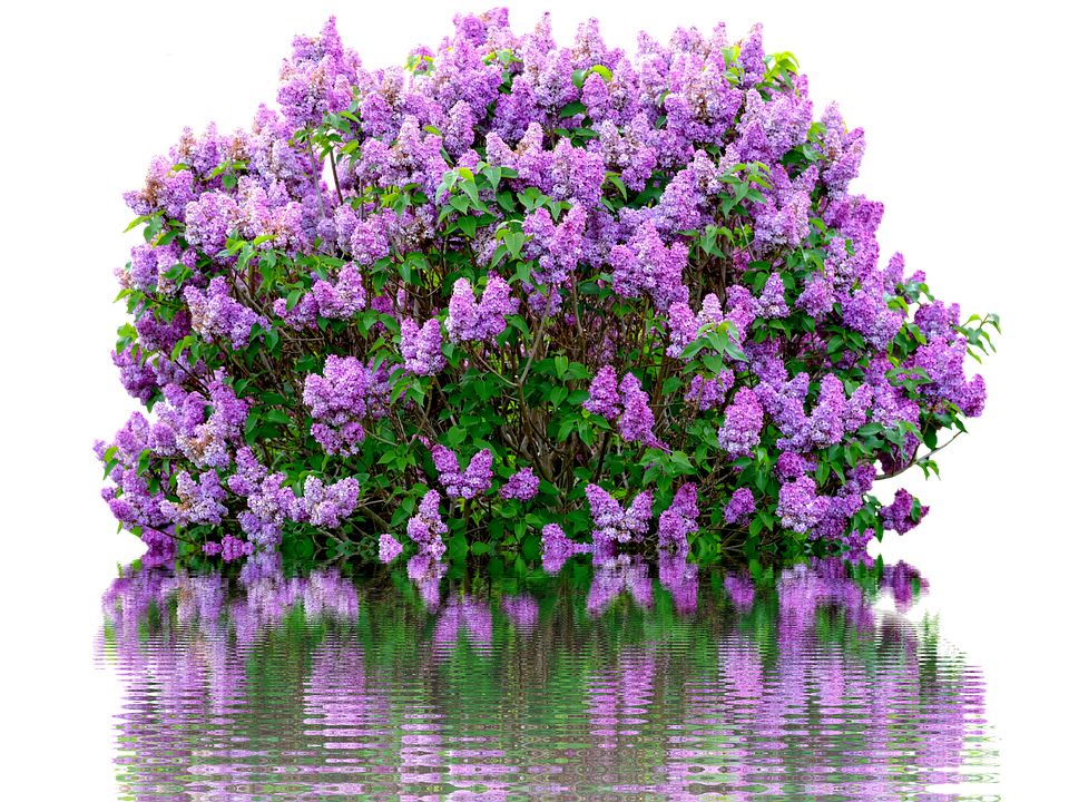 Lilac PNG    图片编号:85088