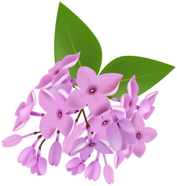 Lilac PNG    图片编号:85092