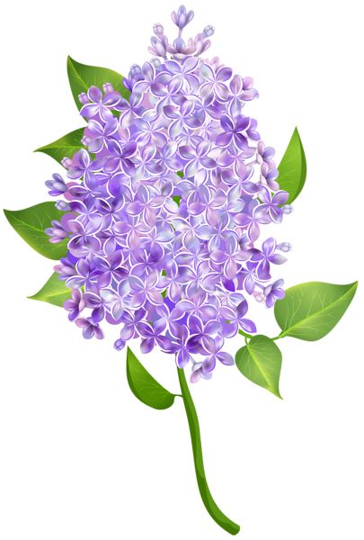Lilac PNG    图片编号:85093