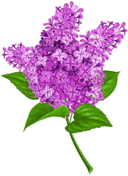 Lilac PNG    图片编号:85095