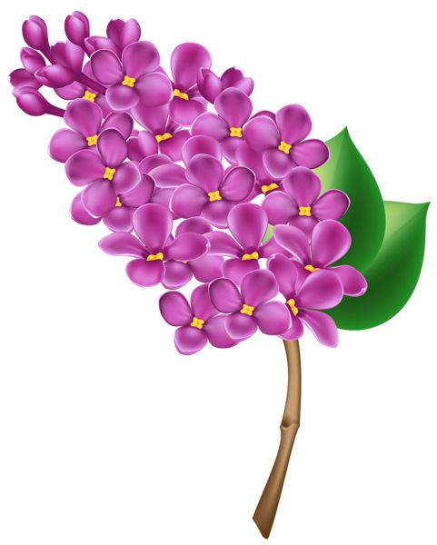 Lilac PNG    图片编号:85096