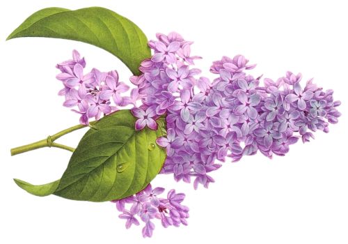 Lilac PNG    图片编号:85062