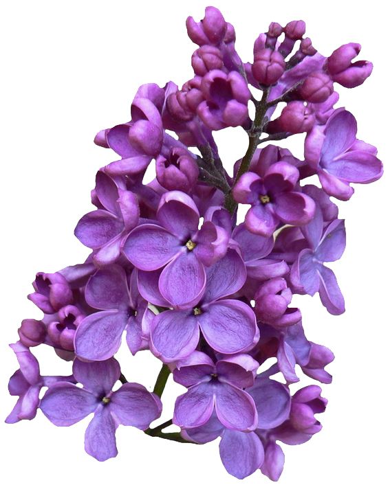 Lilac PNG    图片编号:85063