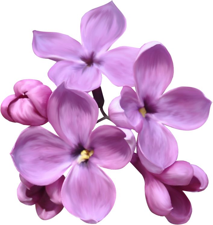 Lilac PNG    图片编号:85065