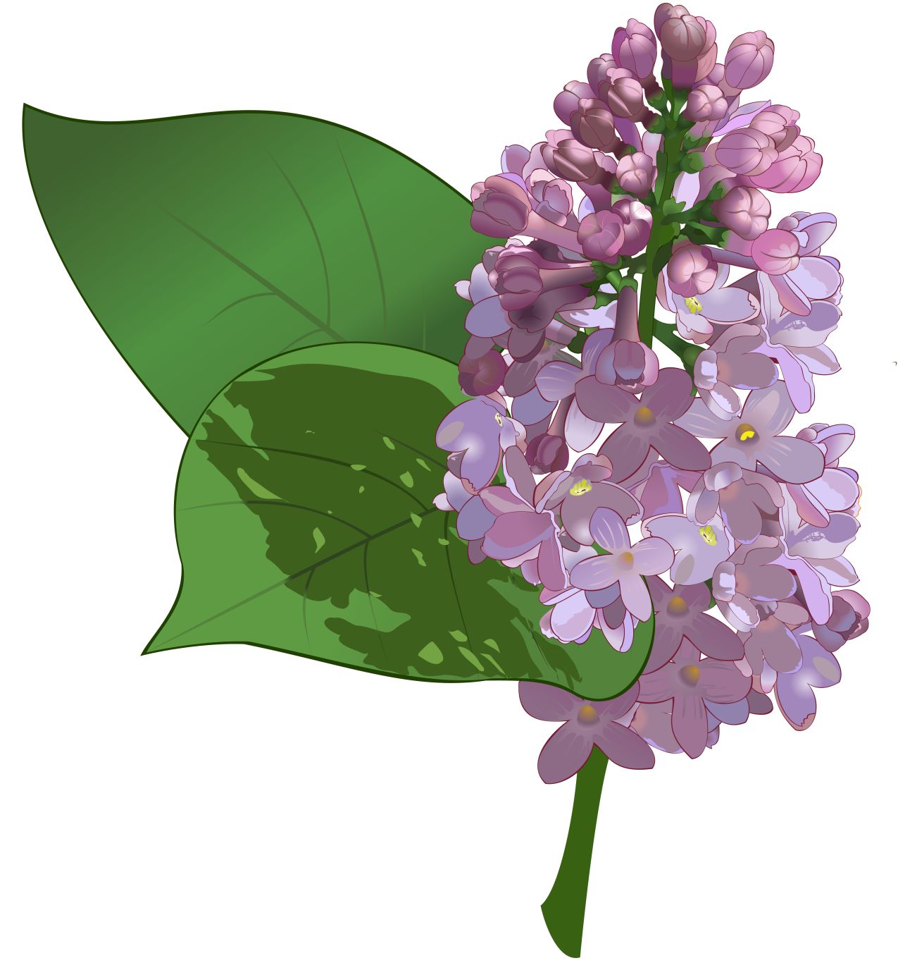 Lilac PNG    图片编号:85146