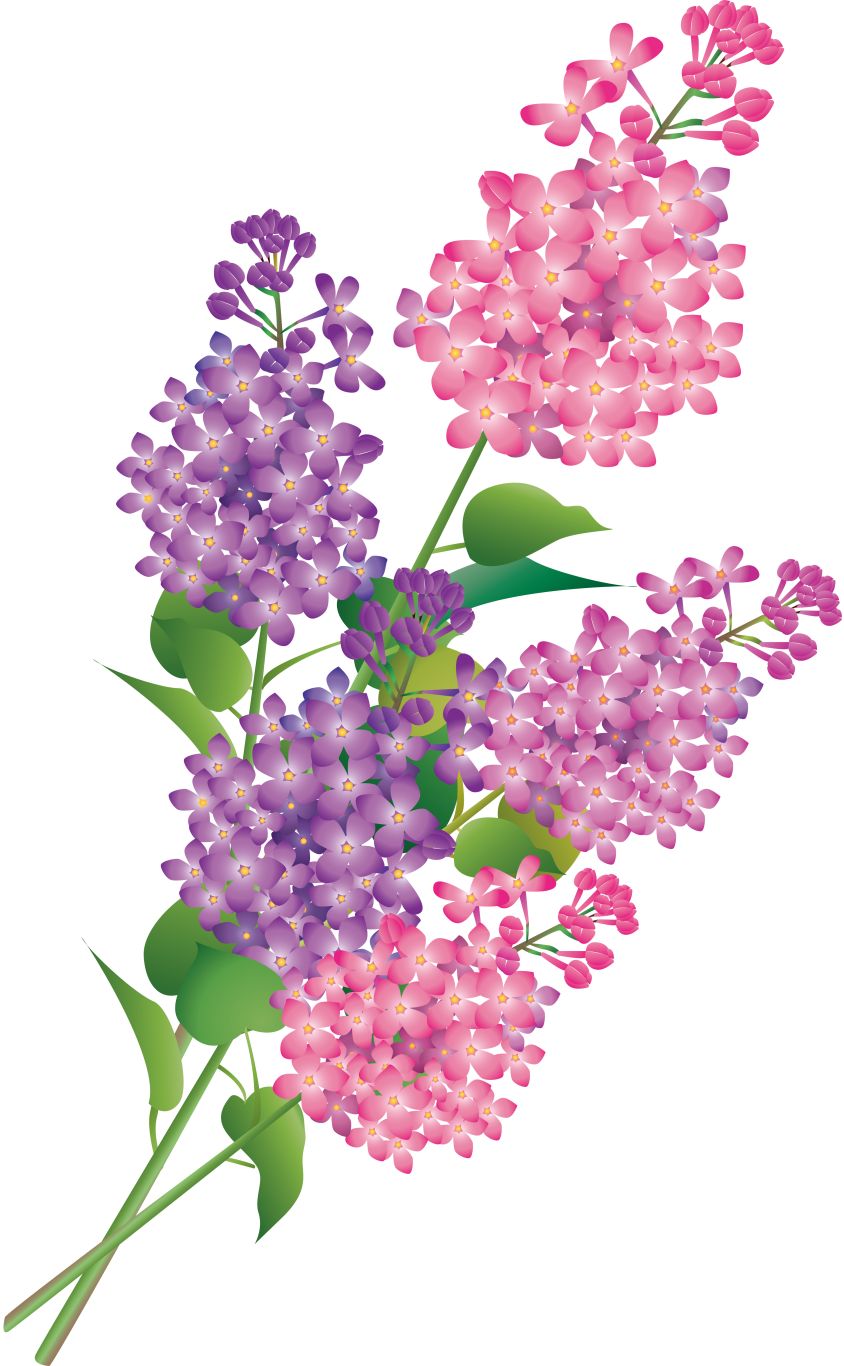Lilac PNG    图片编号:85147