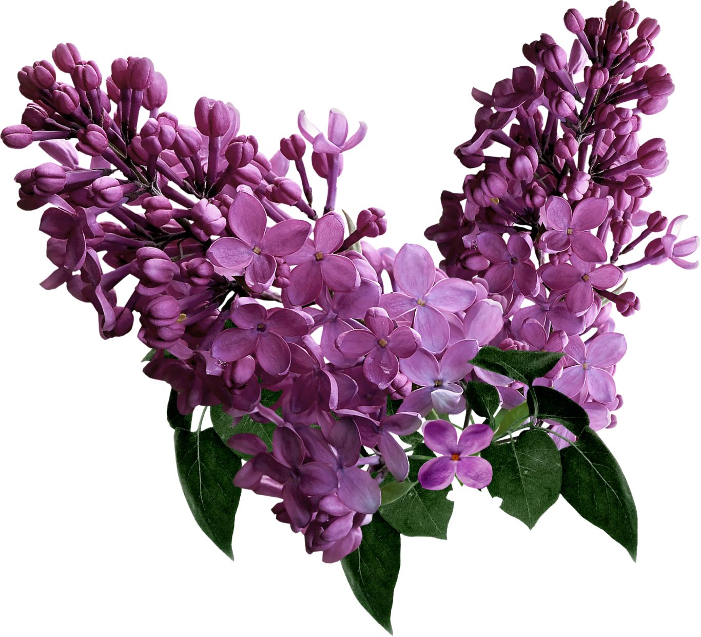 Lilac PNG    图片编号:85067