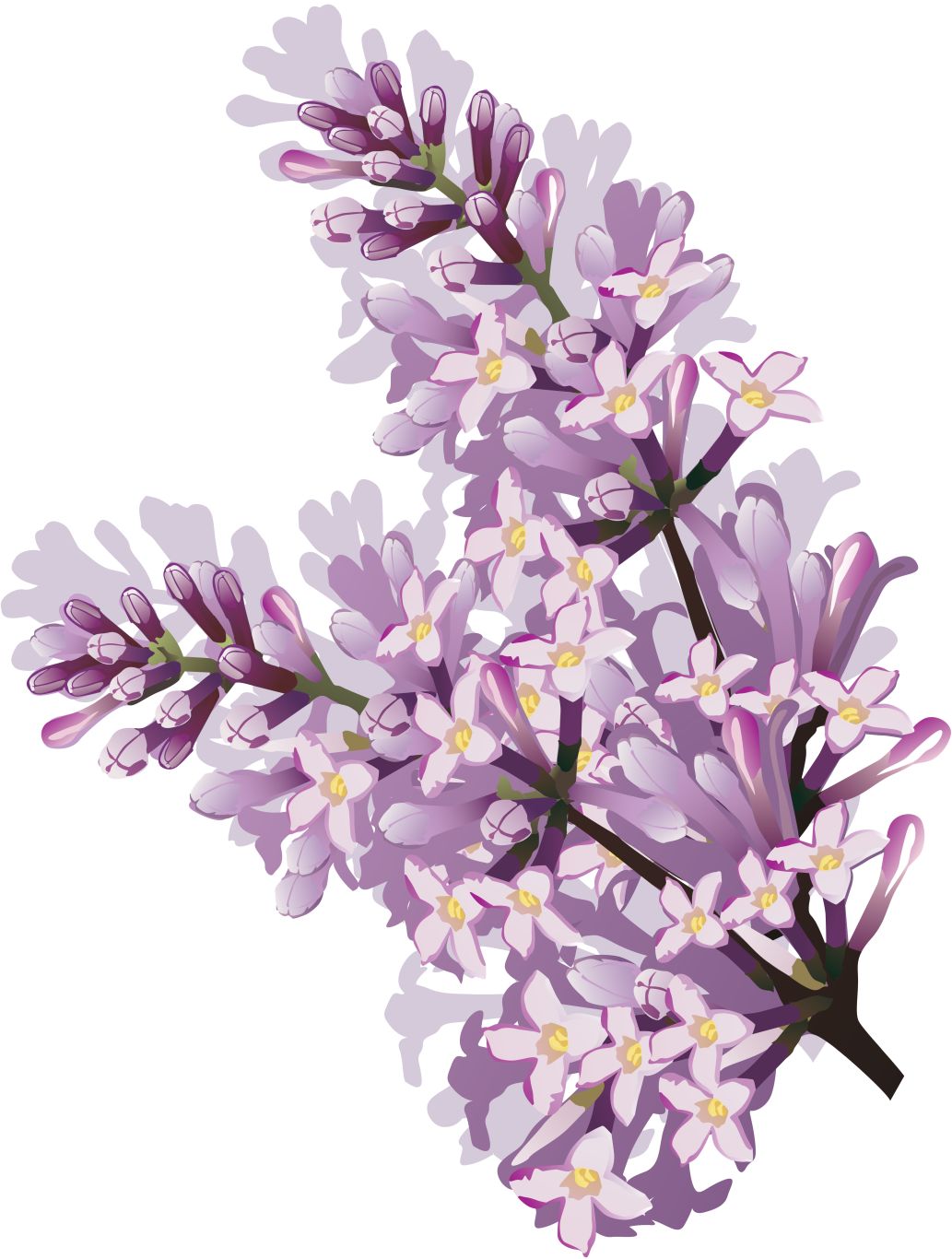 Lilac PNG    图片编号:85149
