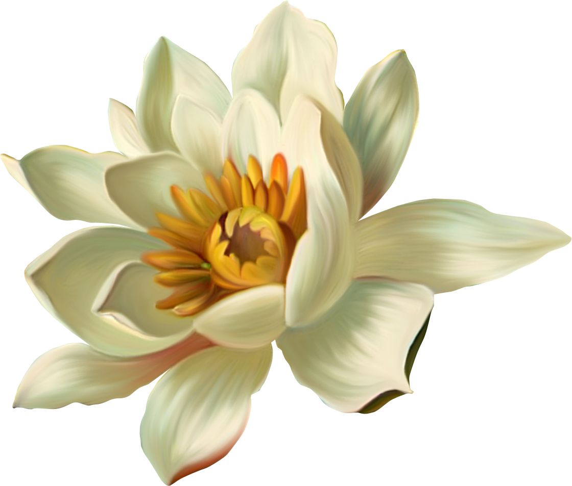 Lotus flower PNG    图片编号:69709