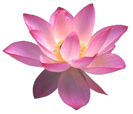 Lotus flower PNG    图片编号:69719