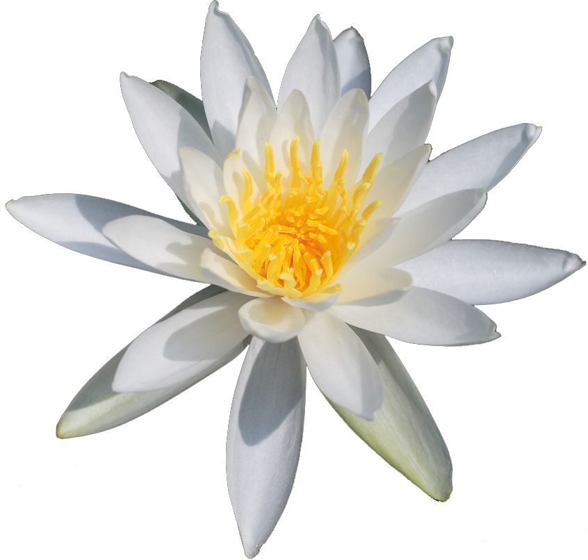 Lotus flower PNG    图片编号:69720