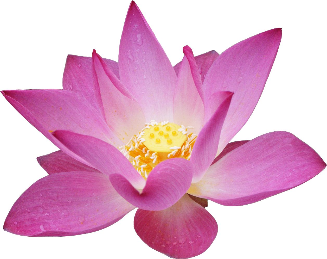 Lotus flower PNG    图片编号:69722