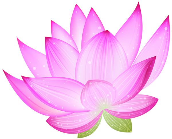 Lotus flower PNG    图片编号:69725