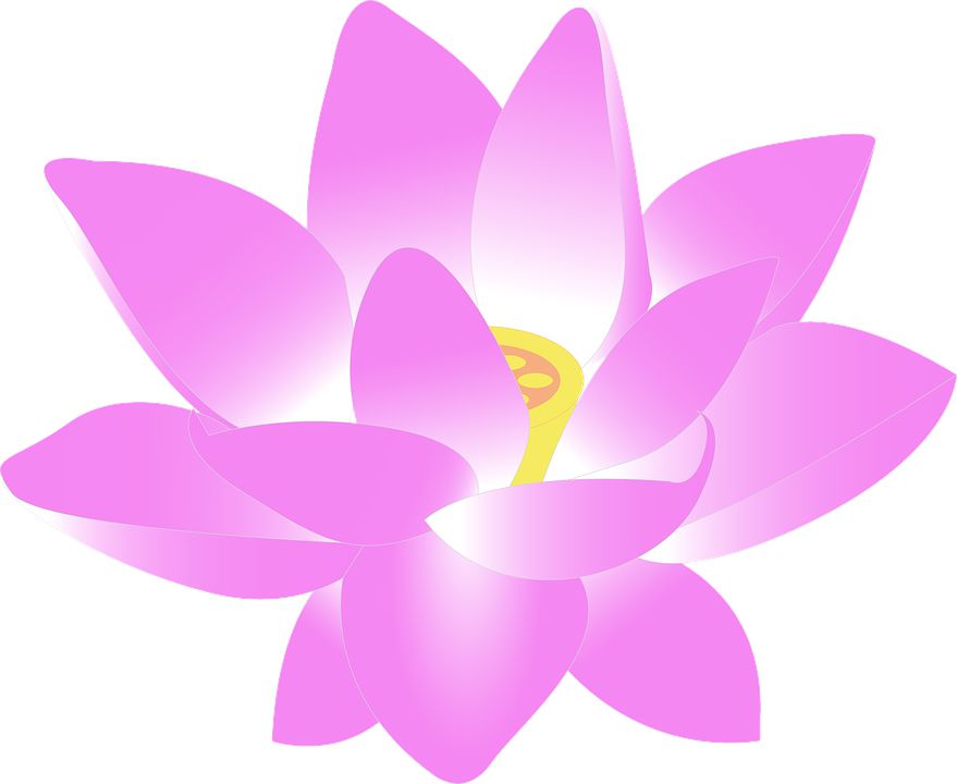Lotus flower PNG    图片编号:69727