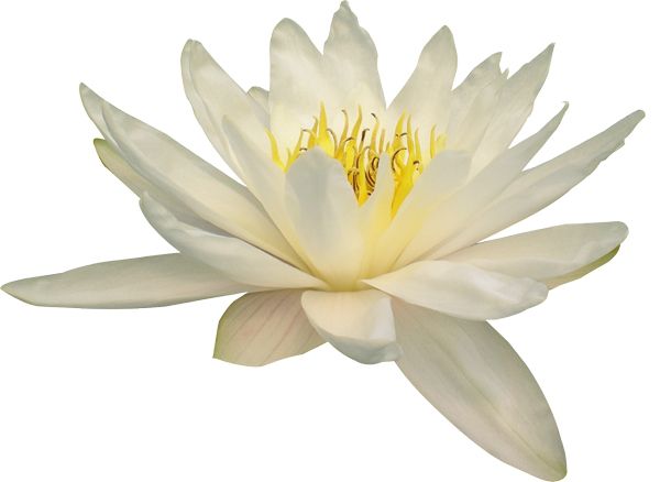 Lotus flower PNG    图片编号:69710