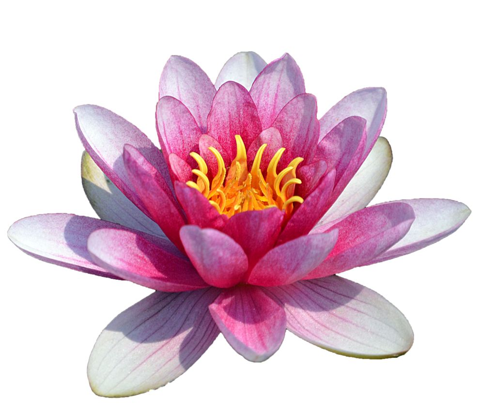 Lotus flower PNG    图片编号:69729