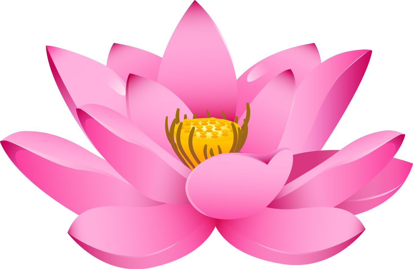 Lotus flower PNG    图片编号:69731