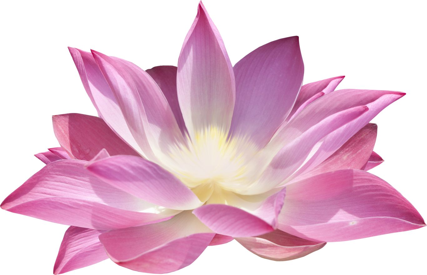 Lotus flower PNG    图片编号:69733