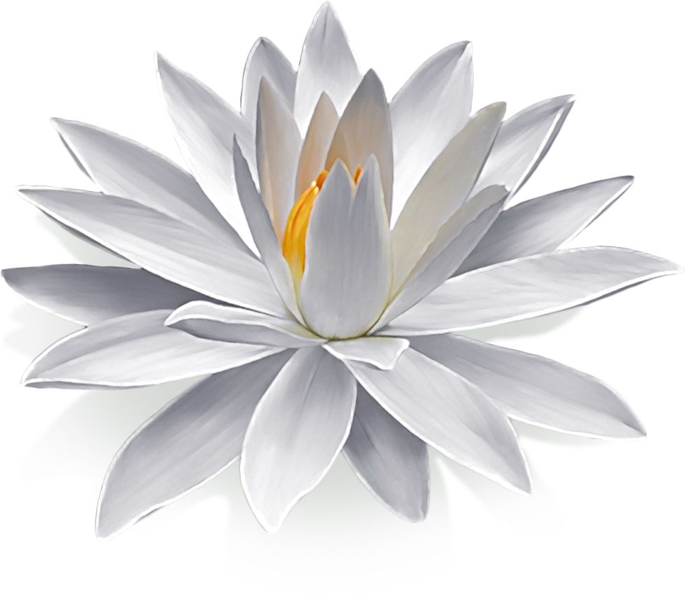 Lotus flower PNG    图片编号:69735