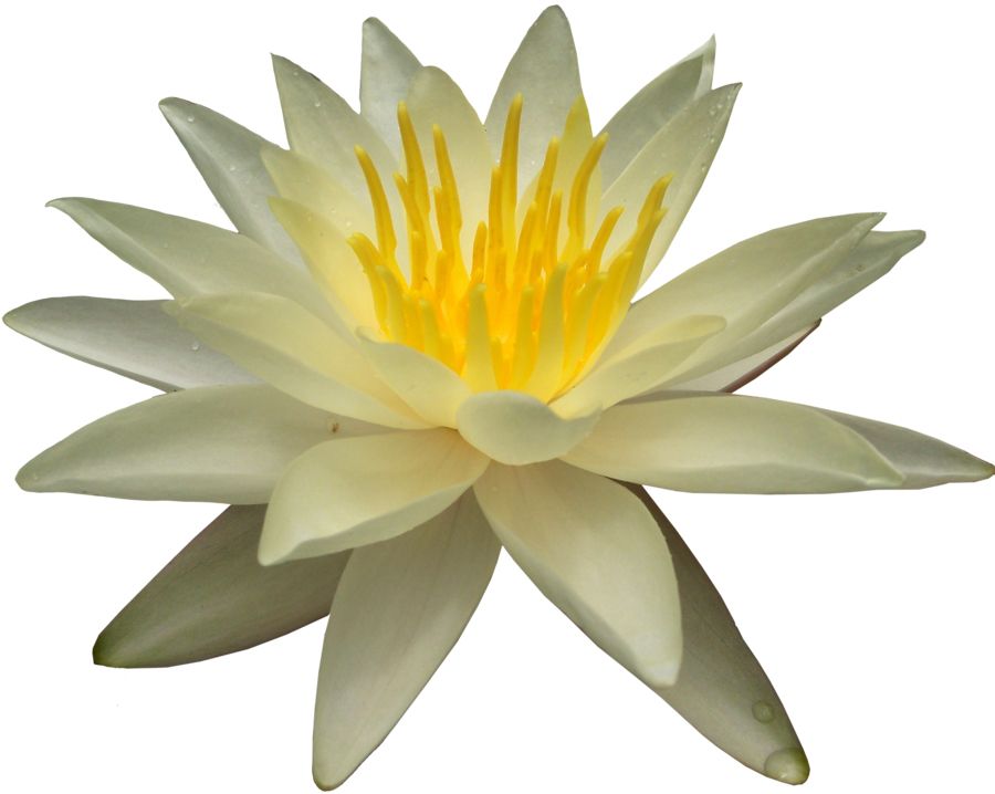 Lotus flower PNG    图片编号:69736