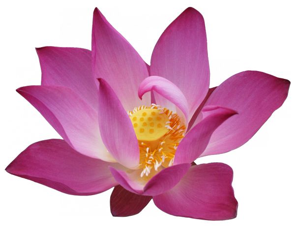 Lotus flower PNG    图片编号:69737