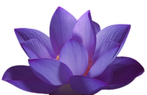 Lotus flower PNG    图片编号:69711